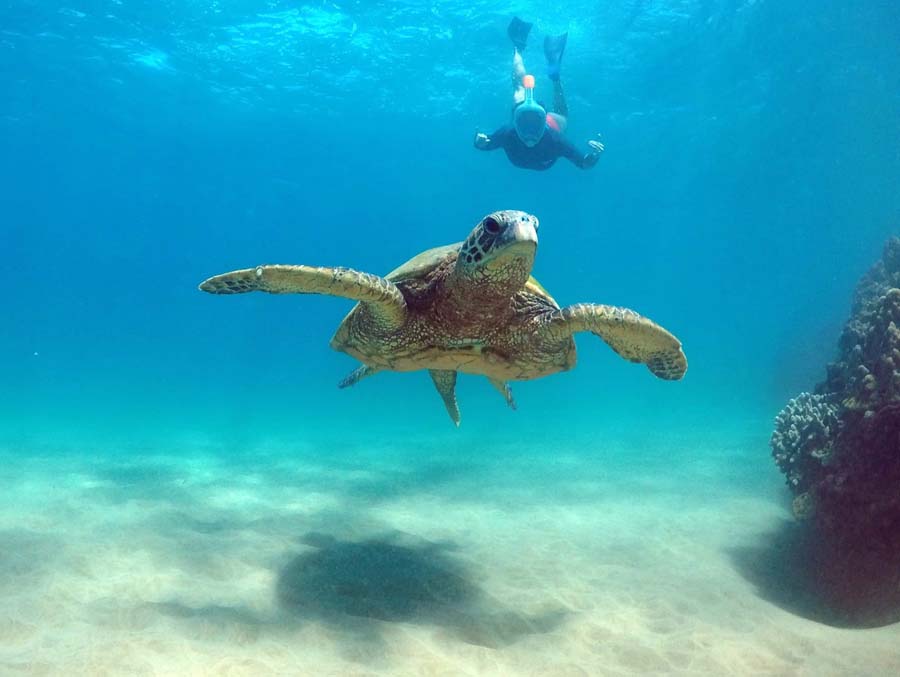 Two guests snorkeling in clear blue water off Waikiki